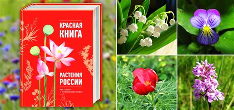 Официальное признание статуса яка в Красной книге России