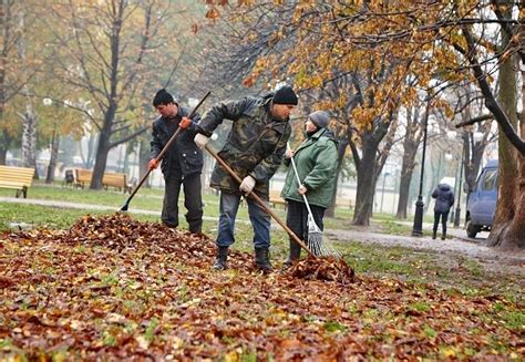 Очистка растения от листвы