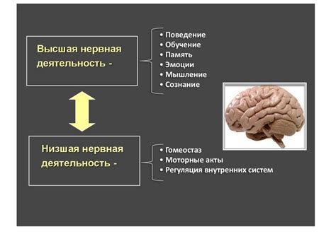 Память и когнитивные функции