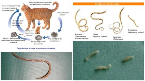 Паразиты у домашних питомцев