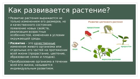 Параметры качественного растения