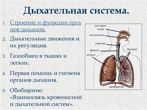 Патологии дыхательной системы и их влияние на поведение