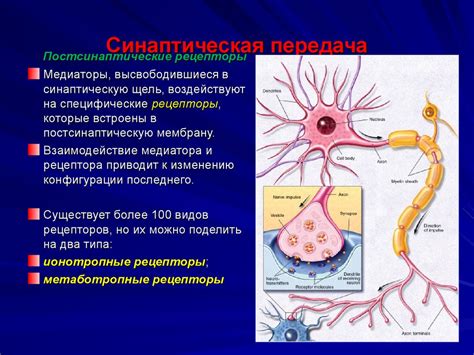 Передача сигналов между клетками и системы организма