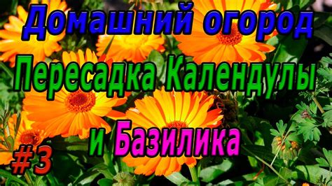 Пересадка календулы