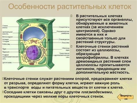 Перспективы исследований центриолей в растительных клетках