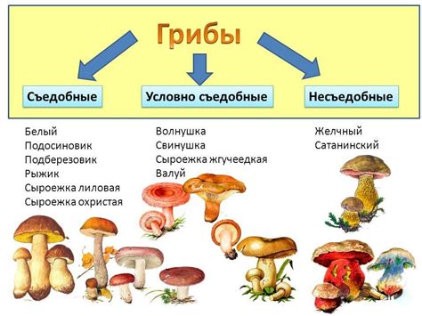 Питательность и уникальный состав грибов