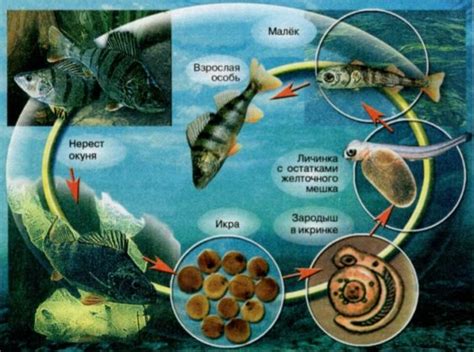 Питательные характеристики рыбы