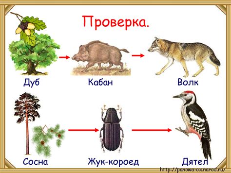 Пищевая цепочка и роль божьих коровок