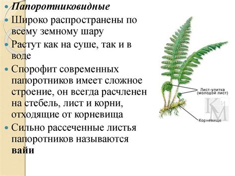 Плаун и папоротник: сравнение основных характеристик