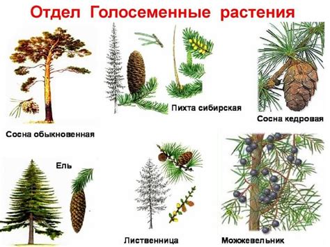 Плодовитость голосеменных растений и вода