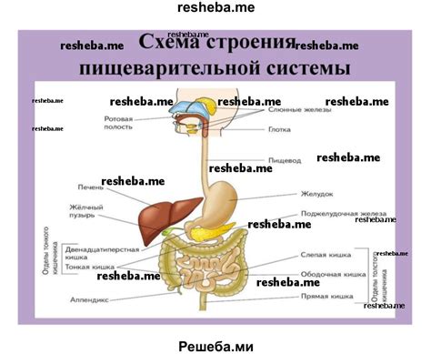 Плохое пищеварение и недостаток питательных веществ