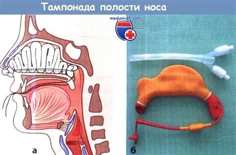 Повреждения носа животного при ударах