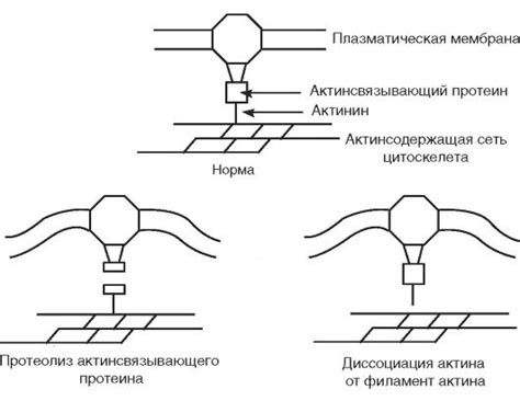 Повреждения цитоскелета