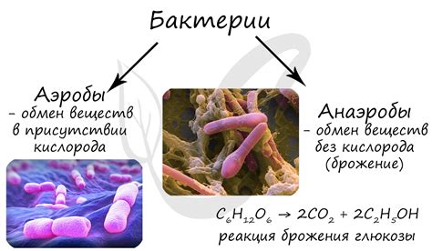 Повышенная влажность и размножение бактерий