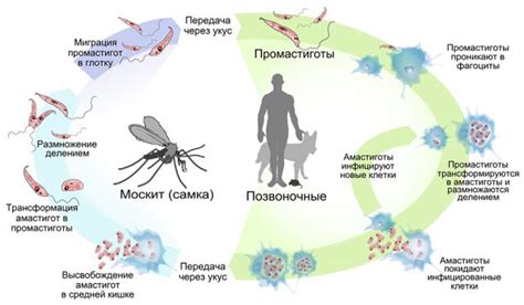 Повышенный риск заражения лейшманиозом при отсутствии профилактики