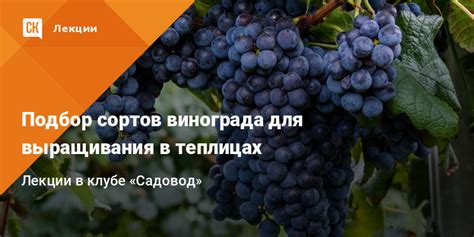 Подбор сортов для выращивания