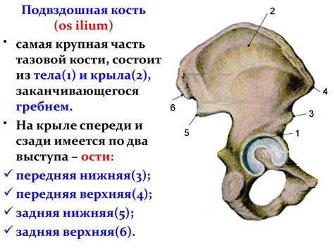 Подвздошная кость: что приводит к формированию очага и как это происходит?