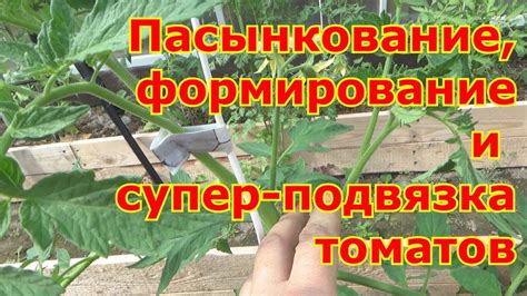 Подвязка и формирование кустов