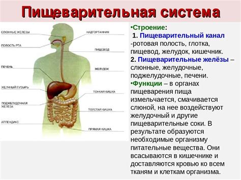 Подготовка к исследовательскому процедуру по изучению верхних отделов пищеварительной системы: полезные советы и рекомендации