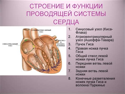 Поддержка функции сердца