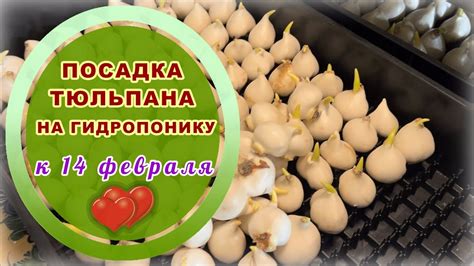 Подходит для зимней выгонки