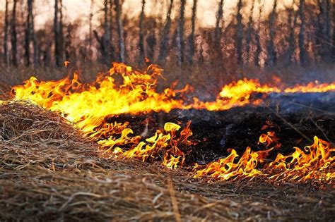 Пожары и сжигание растительности