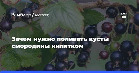 Поливать кусты смородины: