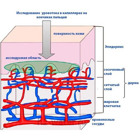 Польза для здоровья: исследования и результаты