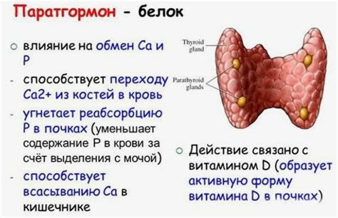 Последствия сниженного уровня паратгормона у женщин