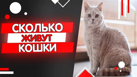 Потайные жизни котов