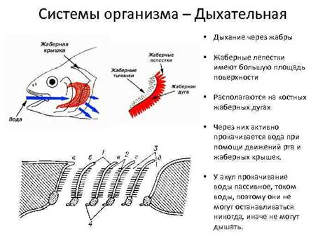 Потенциальная угроза предоставления кошкам жабр рыбы