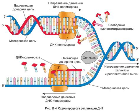 Почему молекула ДНК имеет две цепи?