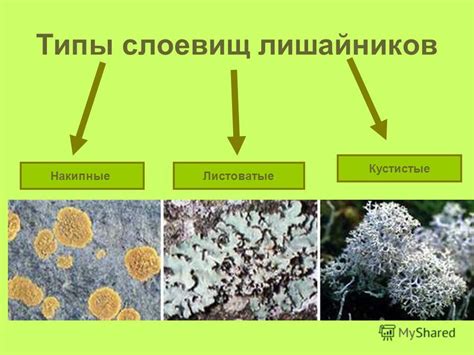 По виду и строению