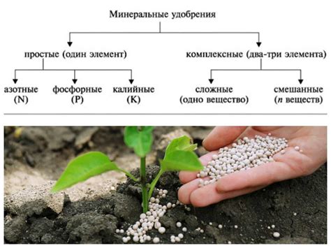 Правила подкормки растений