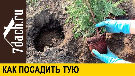 Правила посадки и укоренения туи