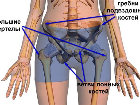 Предотвращение появления очага в подвздошной кости: как сохранить здоровье вашего скелета?