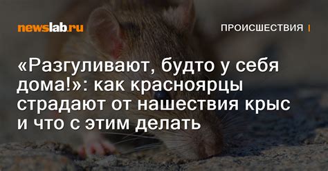 Предсказуемые признаки нашествия крыс