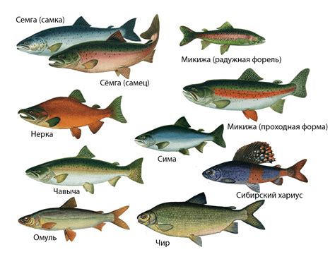 Примеры популярных видов рыбы