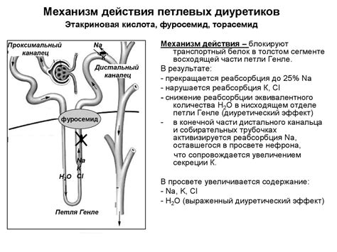 Принцип действия торасемида