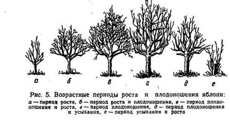 Проблемы и болезни, которые могут возникнуть во время цветения