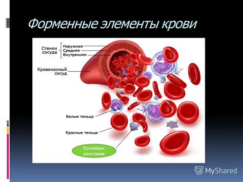 Проблемы с крови: кровяные заболевания и темная кровь