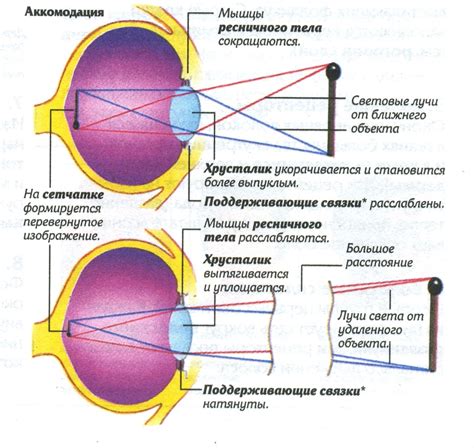 Прозрачность глаз