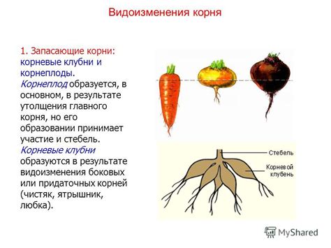 Происхождение и корни