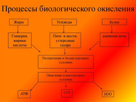 Процессы биологического разложения