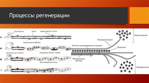 Процессы регенерации