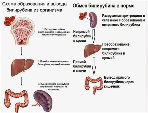 Процесс взятия крови на анализ билирубина