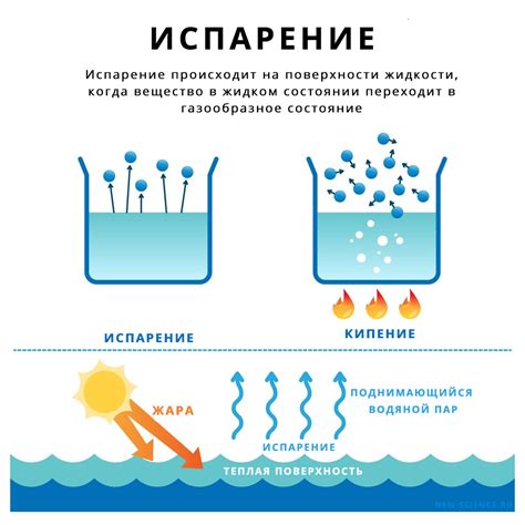 Процесс испарения у котов