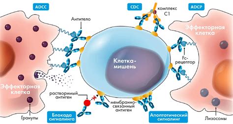 Процесс образования антител