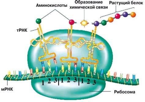 Процесс образования зеленого белка