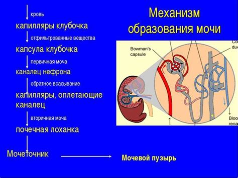 Процесс образования протеинов в моче